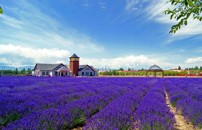Lavender Farm